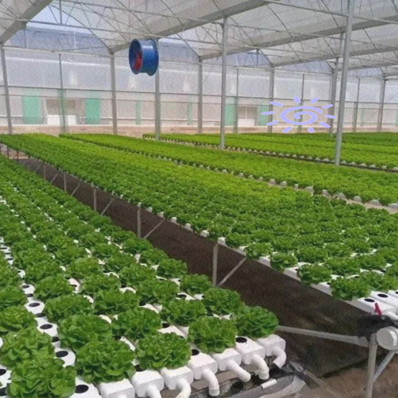 三沙市水培蔬菜水培蔬菜 - 排名